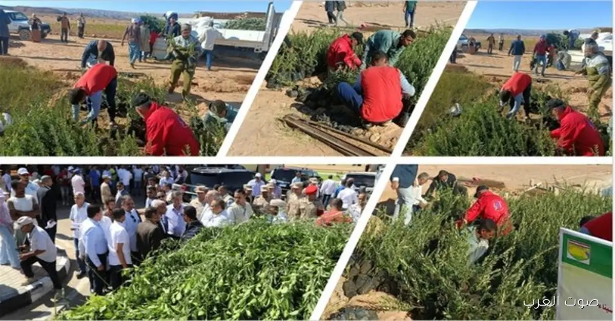 وزارة الزراعة بتحتفل باليوم العالمي لشجرة الزيتون