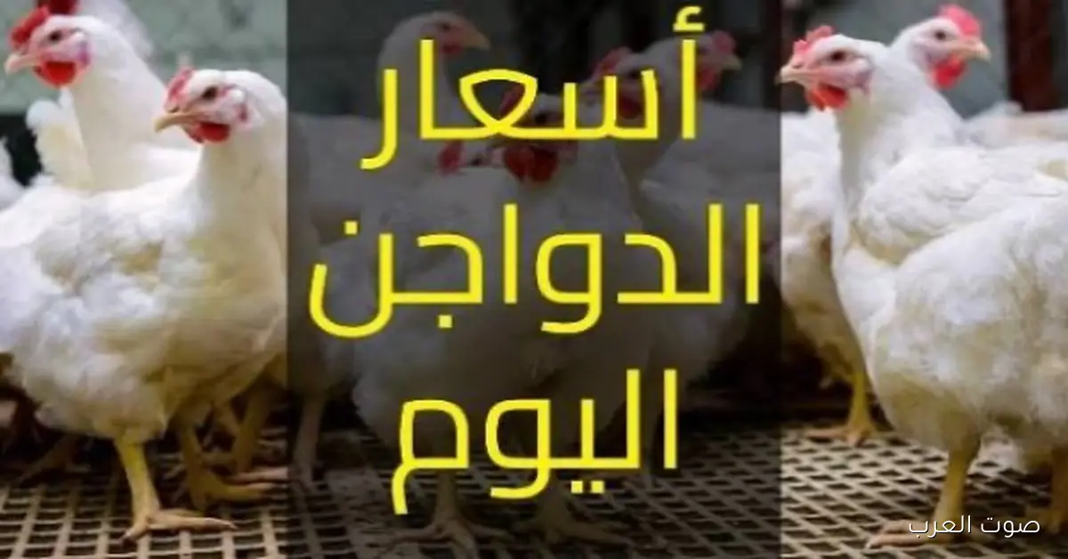 أسعار الفراخ النهارده الخميس.. البانيه والبيض بكم؟