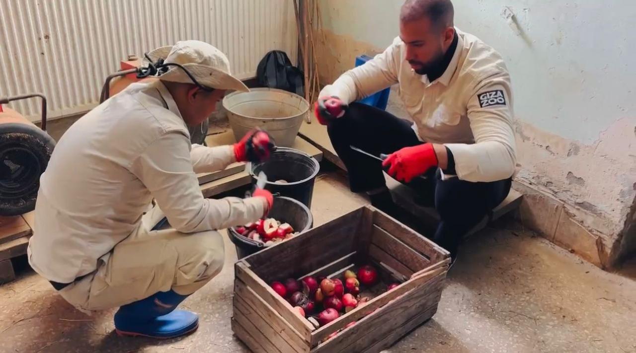 قريبًا في حديقة الحيوان: شغلة تدريب الموظفين على التعامل مع الأفيال في جورجيا 4 تجهيز بيوت الأفيال في حديقة الحيوان