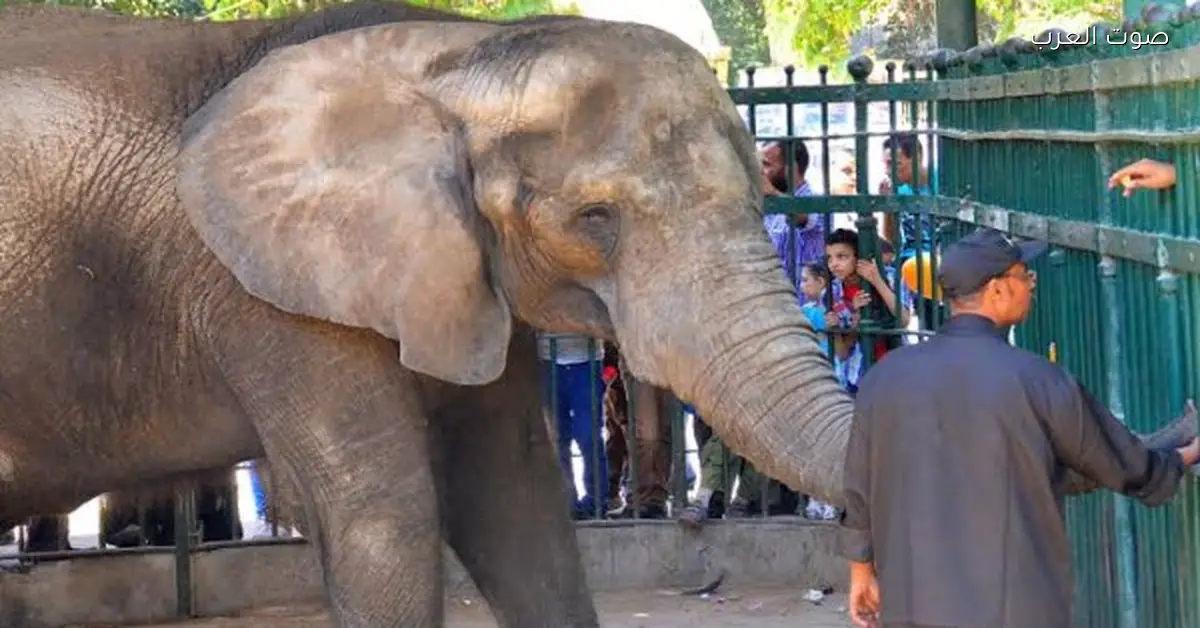 بعد ما أعلنوا عن ميعاد افتتاح حديقة الحيوان.. تذكرة الدخول هتبقى بكام؟