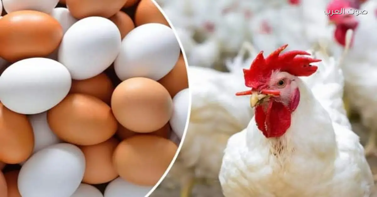 أسعار الدواجن تشهد تراجعًا جديدًا اليوم الأحد