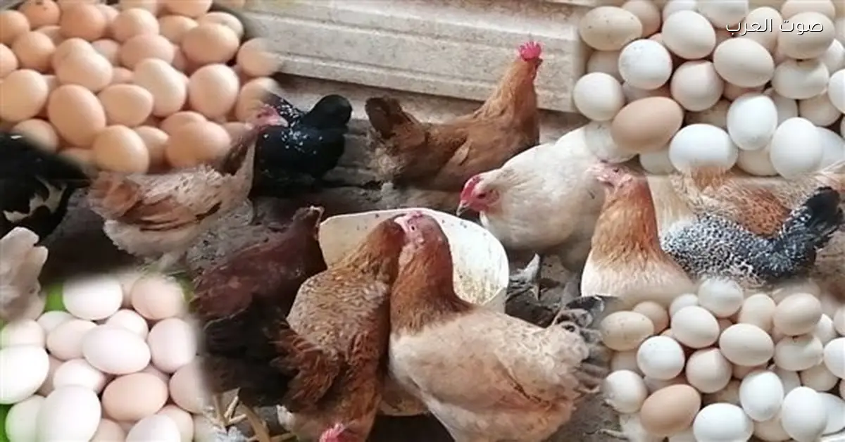 أسعار الدواجن والبانيه نزلت بشكل كبير النهارده السبت