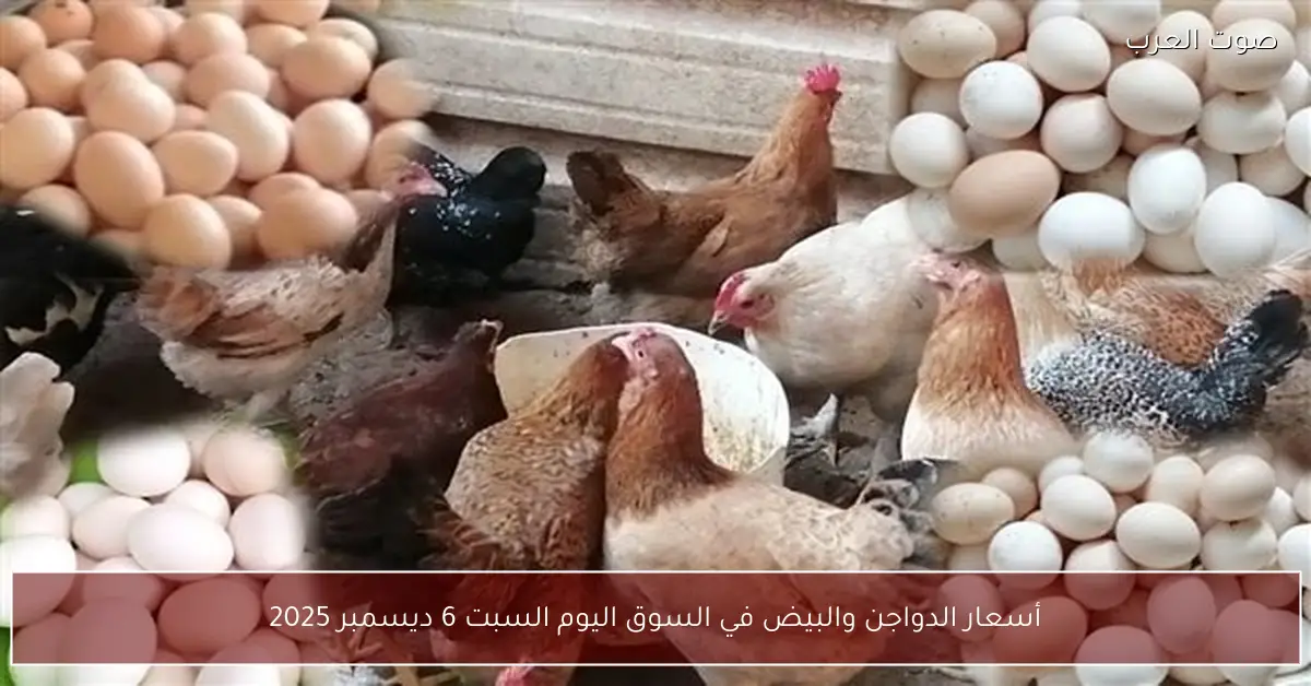 أسعار الدواجن والبيض في السوق اليوم السبت 6 ديسمبر 2025