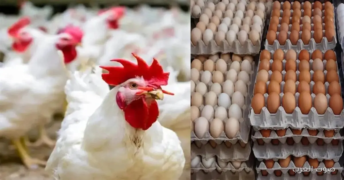 الكيلو بكام؟ .. أسعار الفراخ البيضاء اليوم الاثنين 1 ديسمبر 2025 وكرتونة البيض في الاسواق