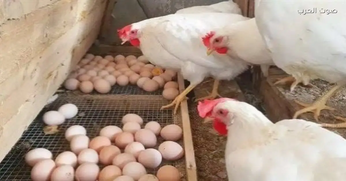 أسعار كرتونة البيض بتنزل تاني النهاردة السبت في الأسواق