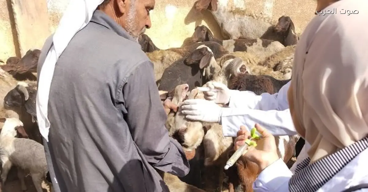 الزراعة بتعمل 177 قافلة بيطرية مجانية في 172 قرية خلال نوفمبر