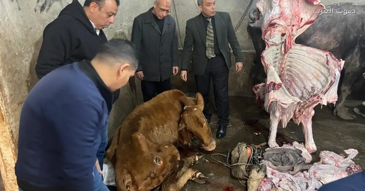 الزراعة تضبط 189 طن لحوم ومنتجاتها مش مطابقة للمواصفات الصحية