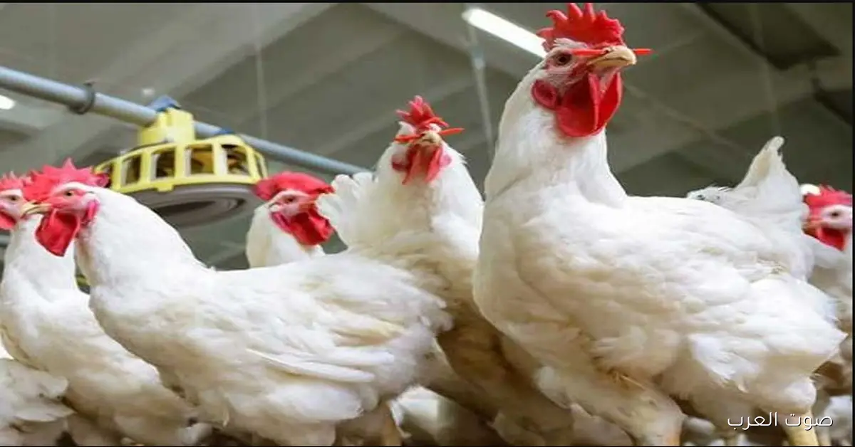 أنهيـــار بورصة الدواجن اليوم أسعار الفراخ البيضاء الاثنين 1-12-2025