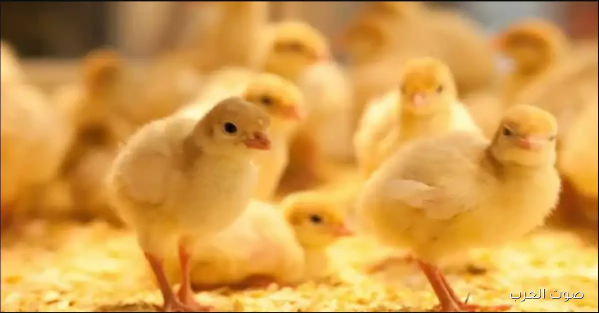 عمر يــوم بكام؟؟ سعر الكتكوت الأبيض اليوم يستقر في الشركات المصرية