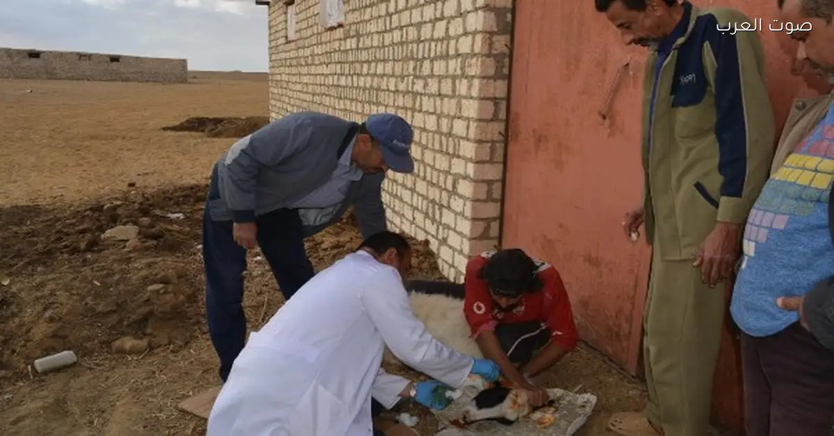 بحوث الصحراء تطلق قوافل إرشادية وبيطرية لدعم مربي الثروة الحيوانية في منطقة المغرة