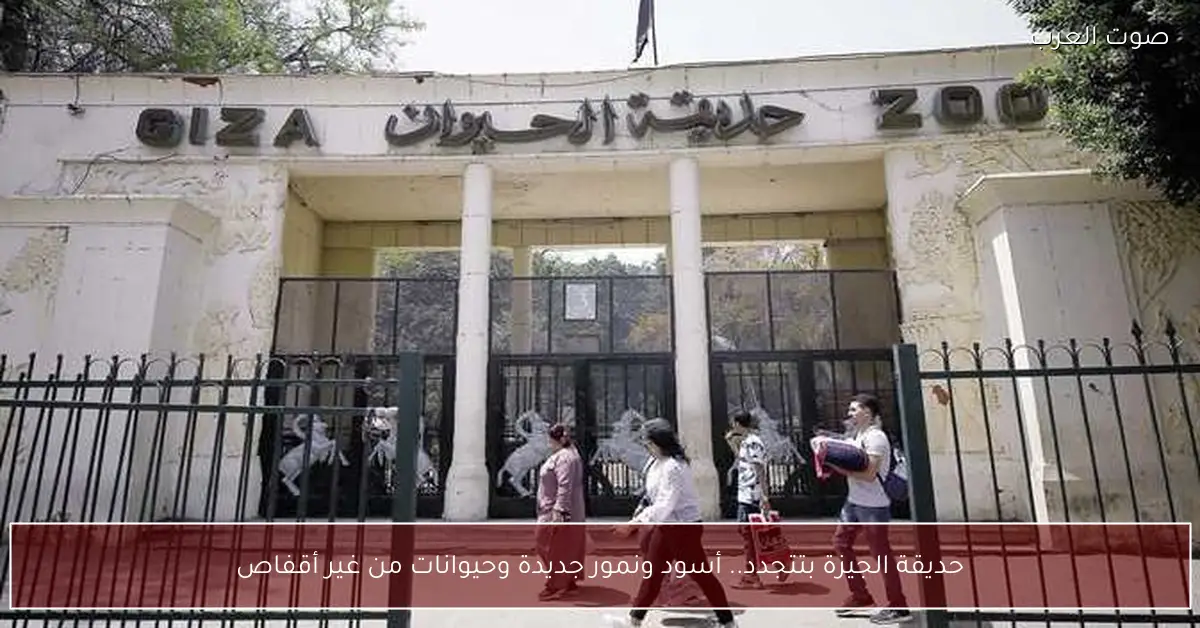 حديقة الجيزة بتتجدد.. أسود ونمور جديدة وحيوانات من غير أقفاص