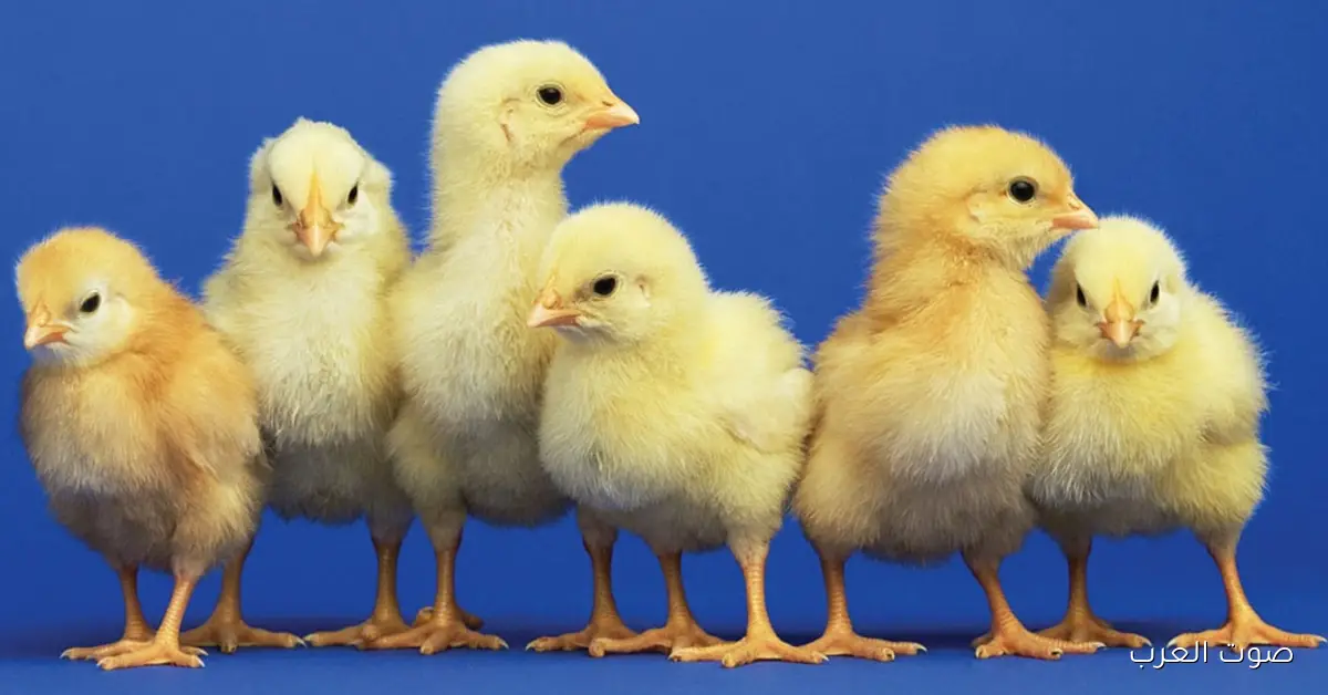 الساسو بكام؟ .. سعر الكتكوت الابيض اليوم عمر يوم الخميس 4 ديسمبر 2025 في البورصة والاسواق