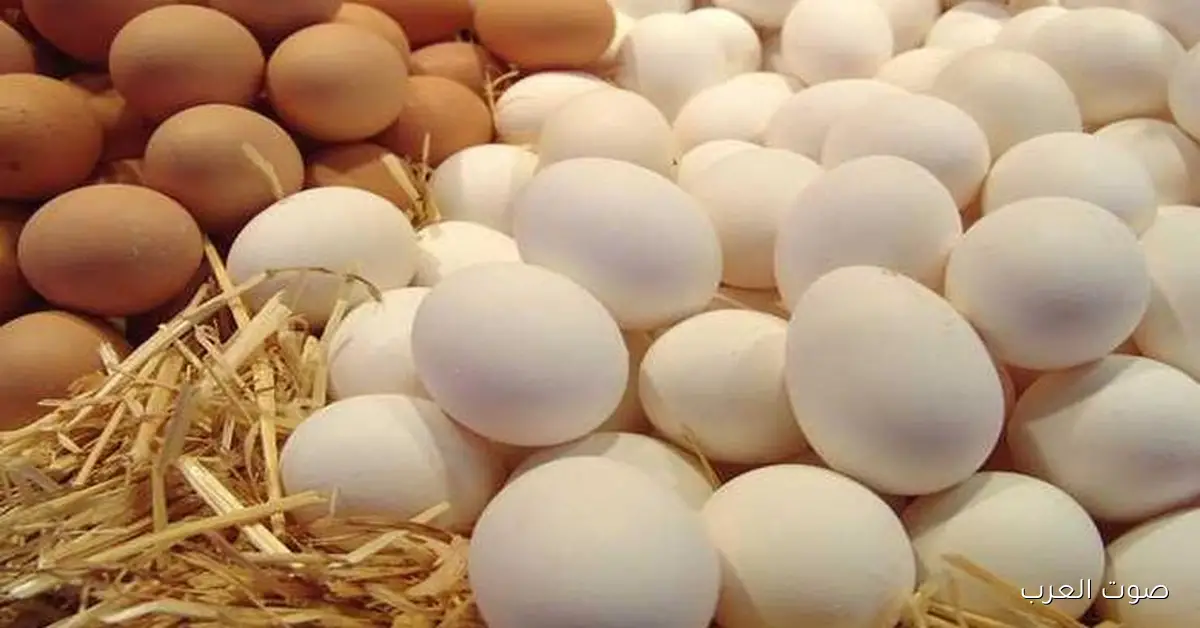 سعر كرتونة البيض اليوم للمستهلك الخميس 4-12-2025 في الاسوق .. الكرتونة بـ 100!
