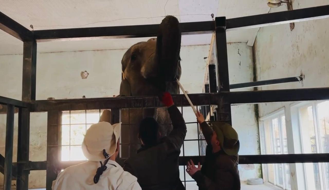 قريبًا في حديقة الحيوان: شغلة تدريب الموظفين على التعامل مع الأفيال في جورجيا 2 تجهيز بيوت الأفيال في حديقة الحيوان