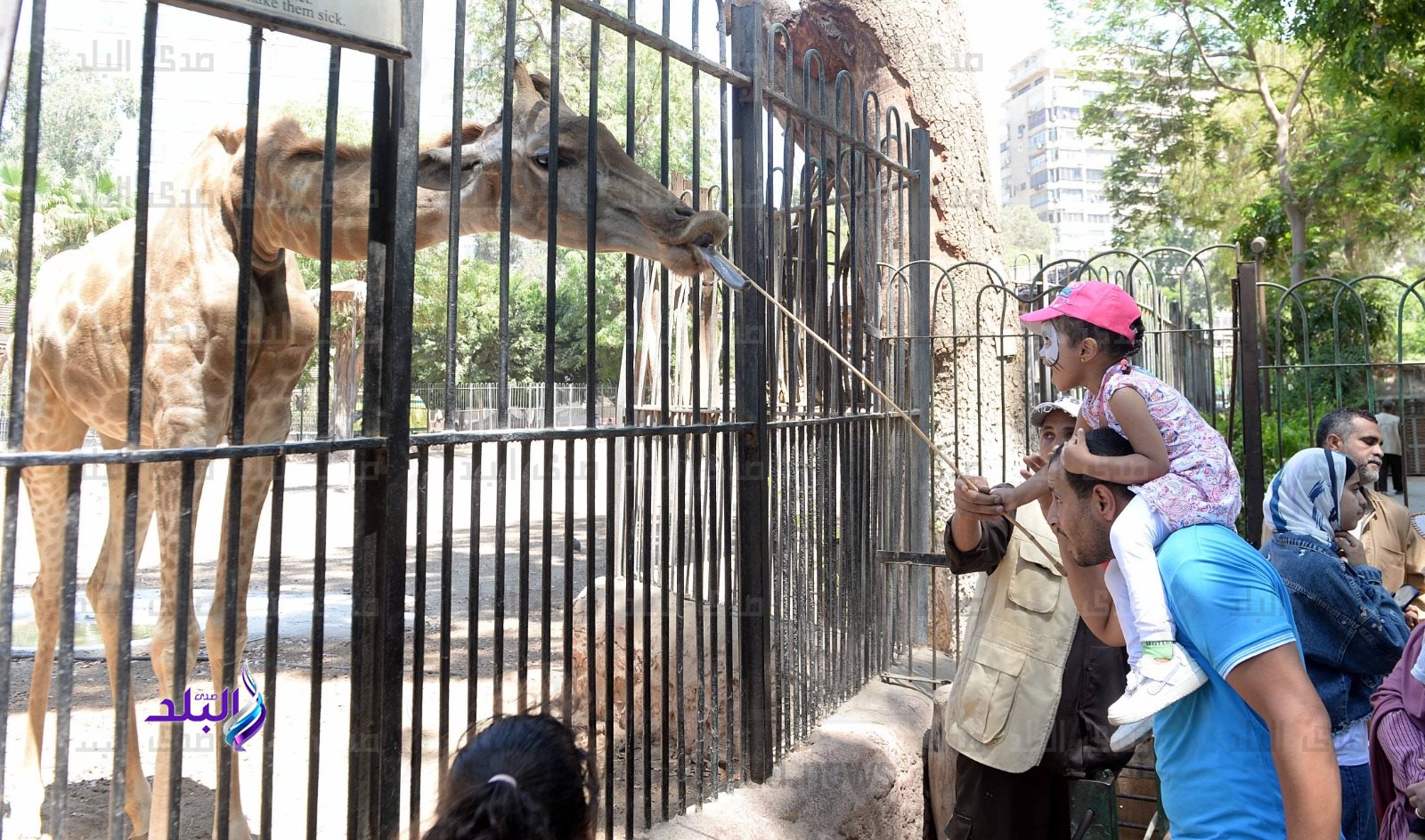 موعد افتتاح حديقة الحيوان.. معلومات جديدة تحسم الجدل حول اليوم المنتظر 3 حديقة الحيوان بالجيزة