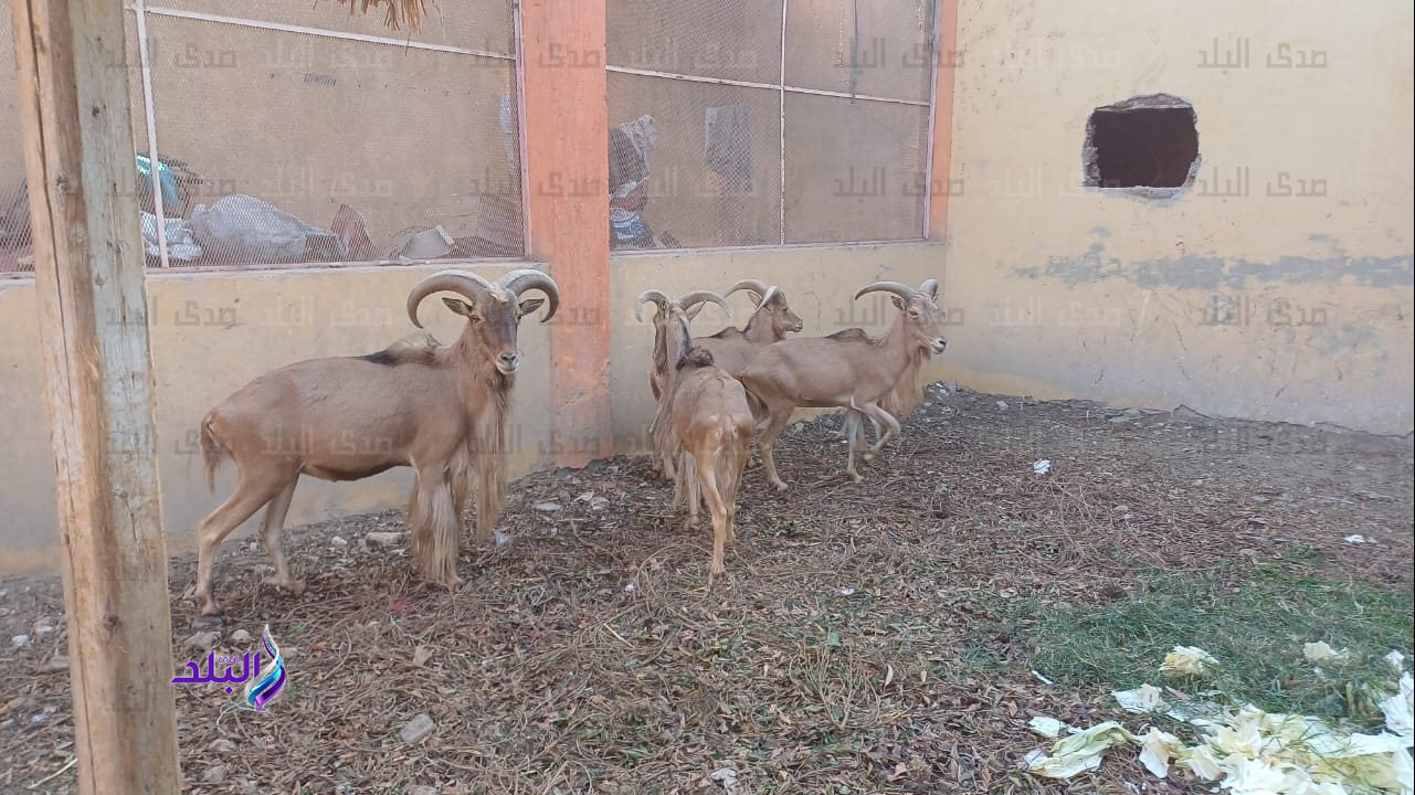 حديقة الحيوان بمدينة أبوتيج في أسيوط