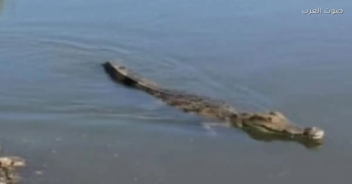وزارة البيئة ترجع تمساح الزوامل لمكانه الطبيعي في بحيرة ناصر