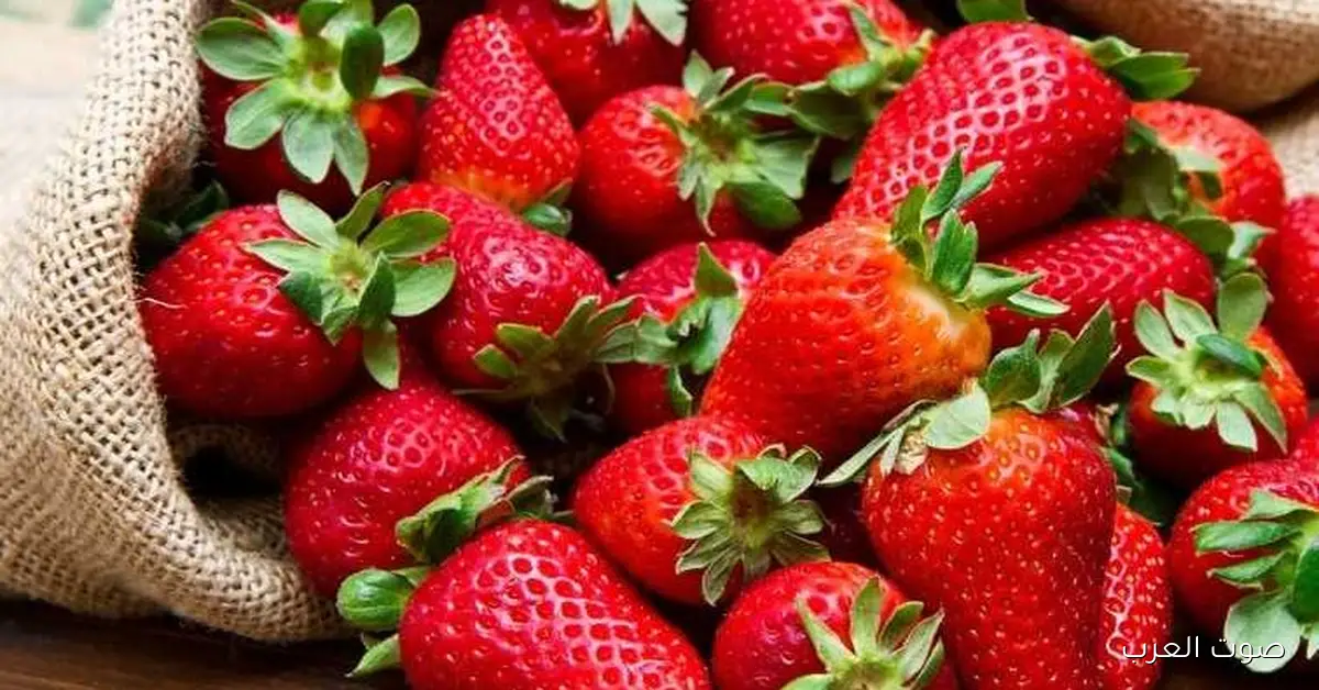 وزير الزراعة: إنتاج الفراولة زاد 25%.. وأزمة الأسعار بتخلينا نرجع لنظام الزراعة التعاقدية