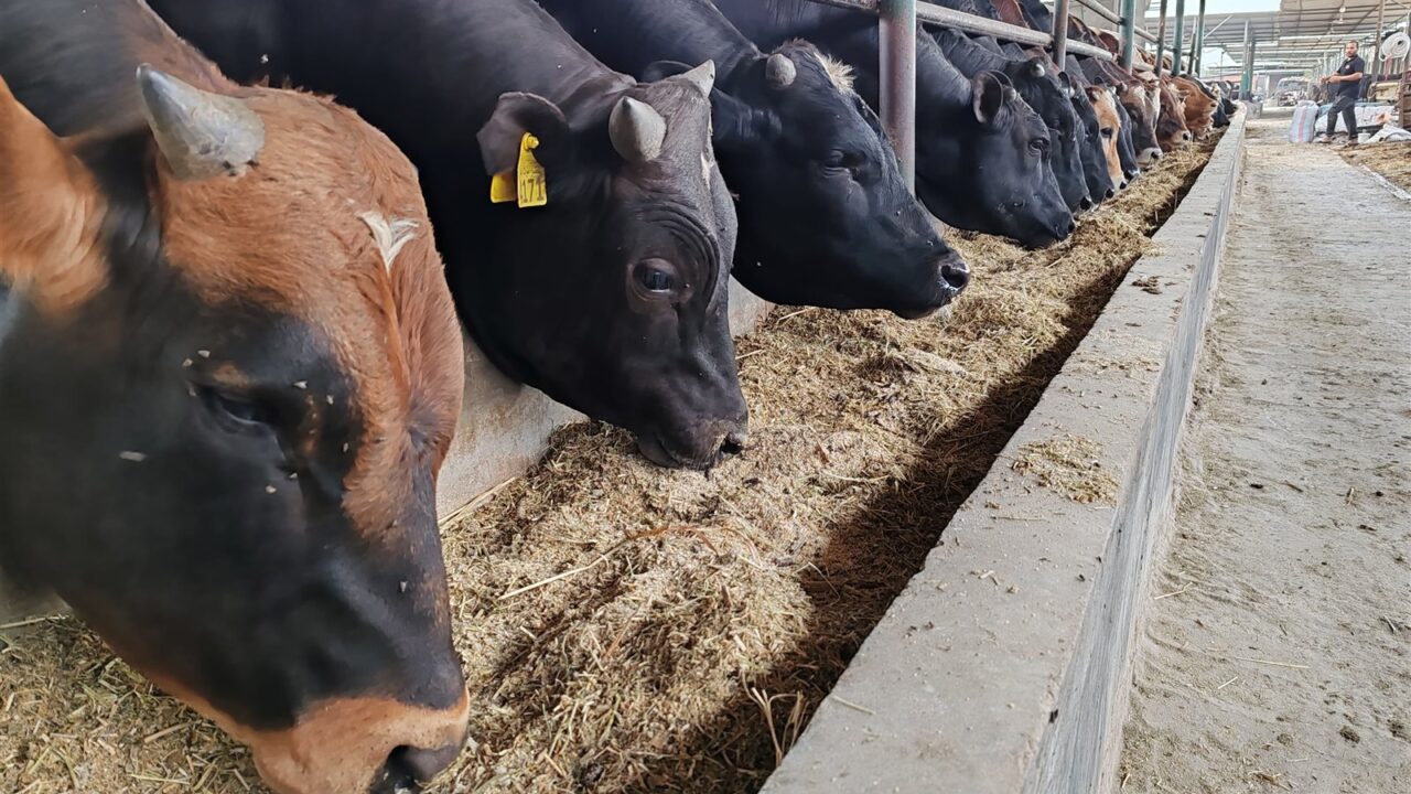 أسعار الأضاحي تبدأ من 150 جنيها قبل عيد الأضحى