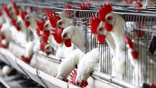 أسعار الدواجن في الأسواق غدًا وكيفية شرائها