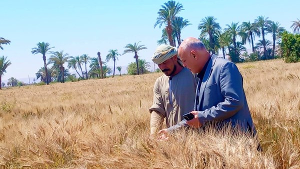 إحالة مخالفات حصاد القمح في المنيا وقنا للنيابة العامة