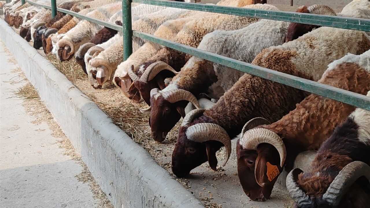 الزراعة تكشف أسعار اللحوم والأضاحي قبل عيد الأضحى