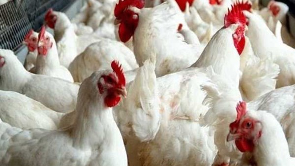 انخفاض جديد 30% في أسعار الدواجن والبانيه اليوم السبت