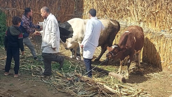 تحذير من الزراعة بشأن لقاحات مجهولة تهدد الماشية بالحمى القلاعية