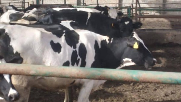 تحصين 3 ملايين رأس ماشية ضد الجلد العقدي وجدري الأغنام في مصر