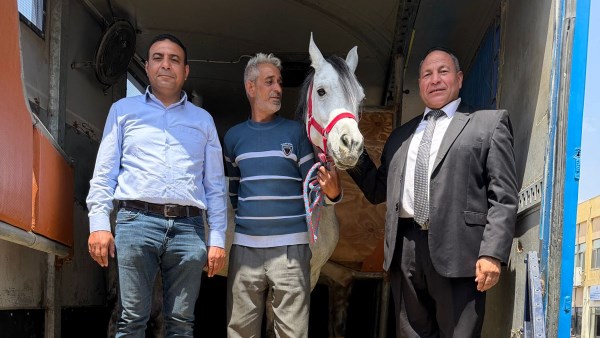 تصدير أول شحنة خيول عربية مصرية إلى الأردن