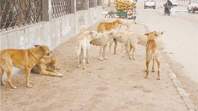 رئيس جمعية الرفق بالحيوان: 1.4 مليون عقر سنوياً من الكلاب الضالة