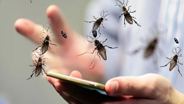 غزو الذباب والبعوض في مصر وخبير يفسر السبب الرئيسي