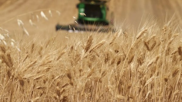 لجان الزراعة تتابع موسم القمح في الفيوم لضمان نجاحه