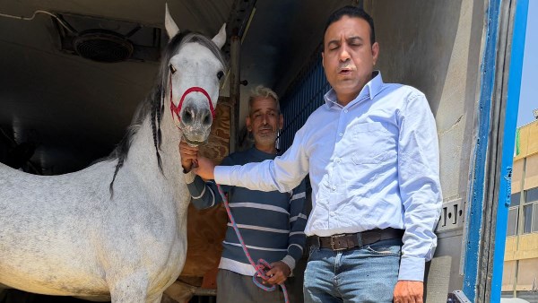 مصر ترفع حظر تصدير الخيول وتصدر 21 حصاناً عربياً للأردن