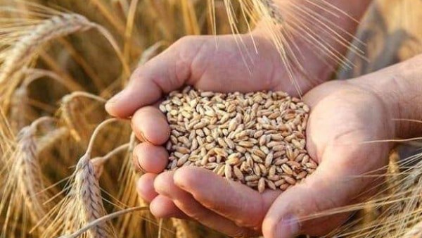 موسم القمح يبدأ بقوة على 3.7 مليون فدان وميكنة حديثة