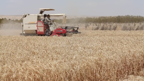 نجاح زراعة القمح بمياه شديدة الملوحة في المغرة