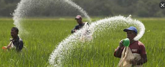 وزارة الري تحدد المساحات المسموح بزراعتها أرز لعام 2026