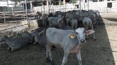 وزير الزراعة يوافق على صرف 154 مليون جنيه لمشروع البتلو