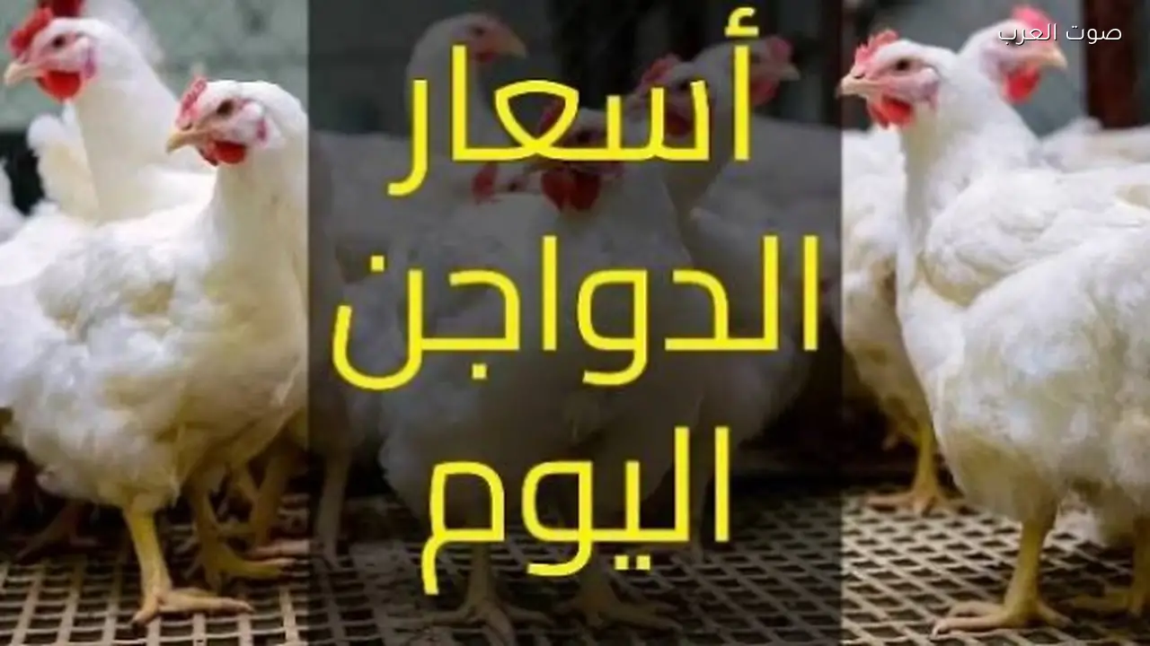 أسعار الدواجن اليوم: انخفاض جديد في الفراخ والبيض 4 مايو