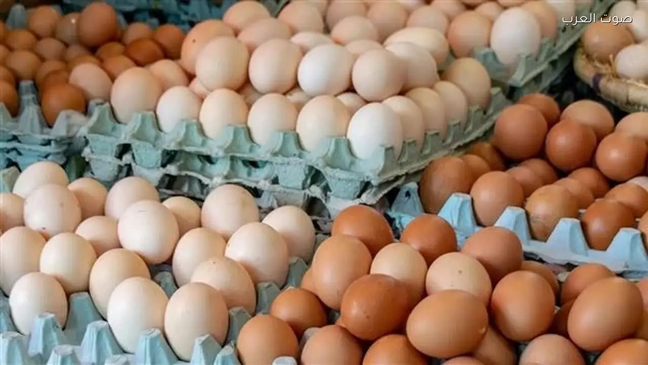 انخفاض سعر كرتونة البيض إلى أقل من 100 جنيه