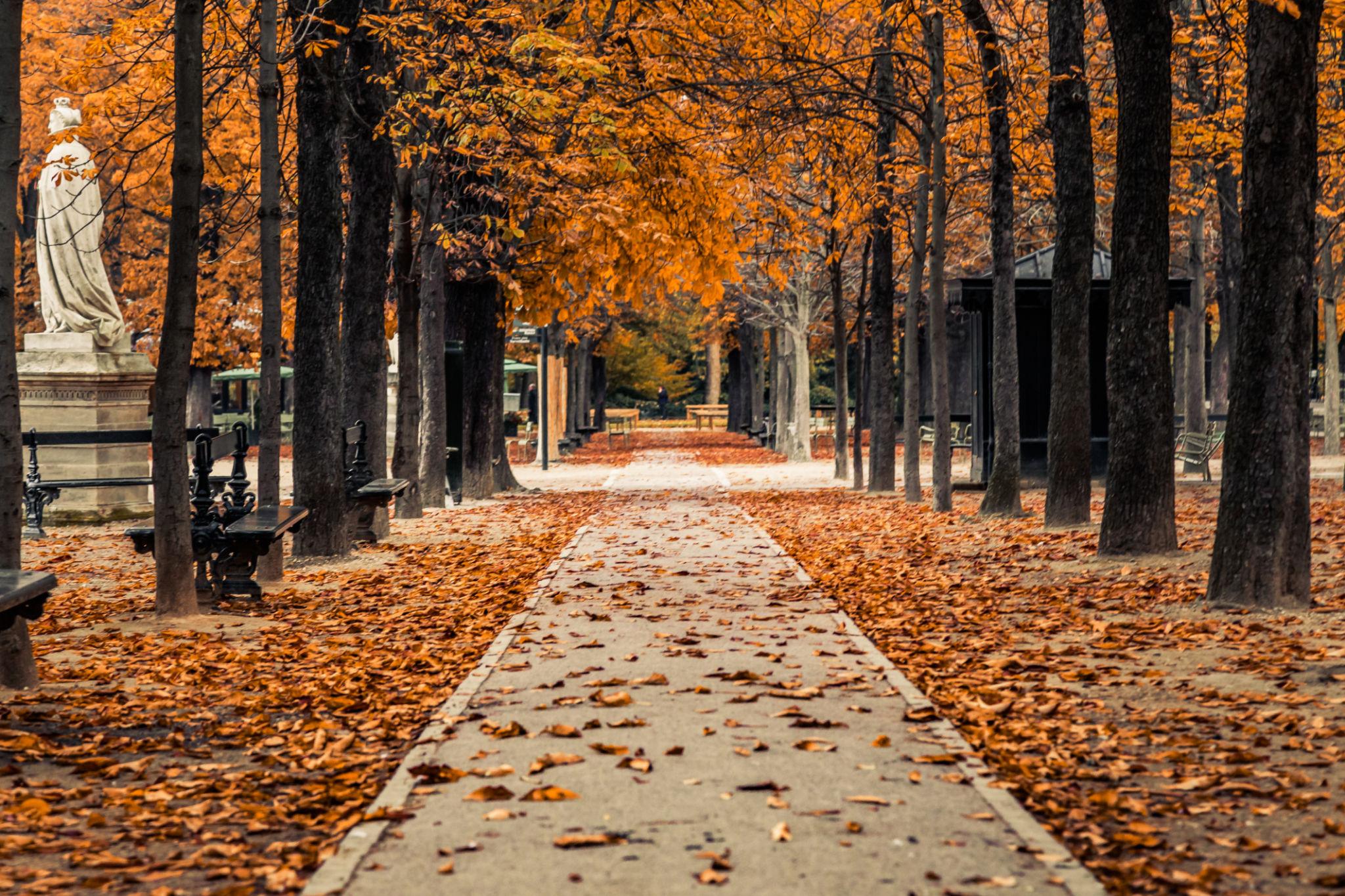 Alley of Luxembourg Gardens, Jardin du Luxembourg in Paris France, covered with orange autumn leaves on an Autumn day
