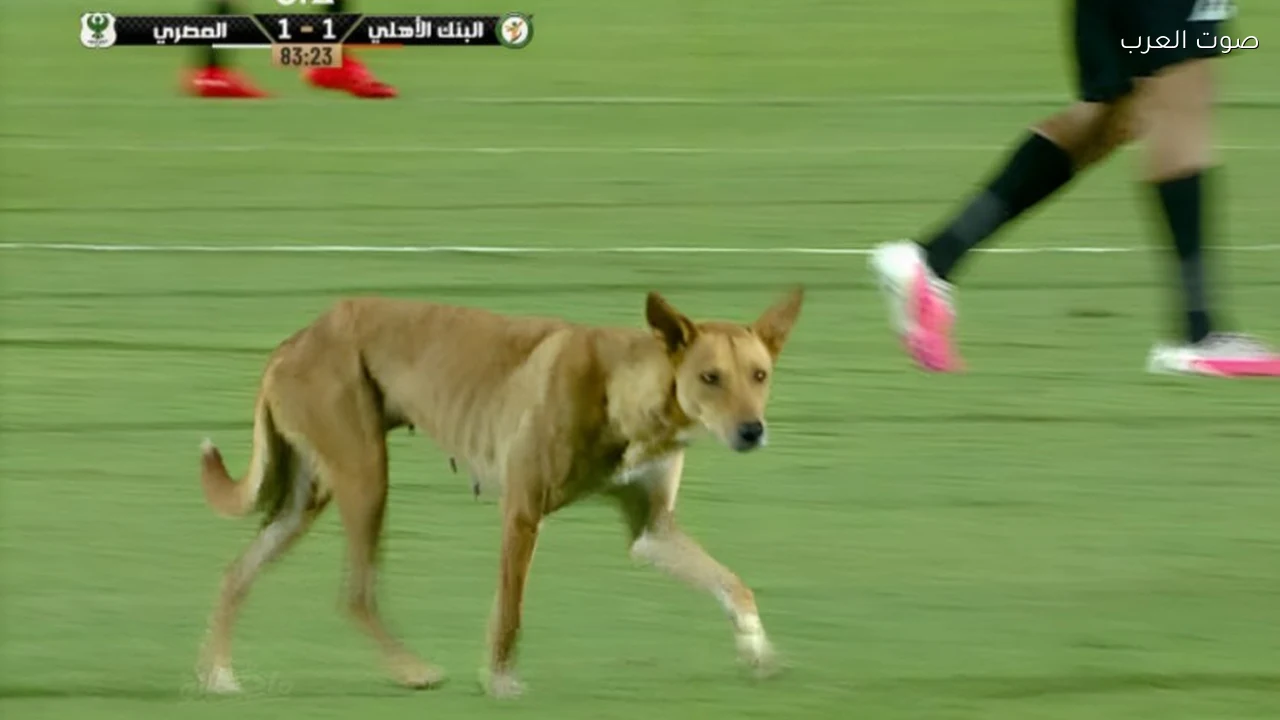 كلب بلدي يقتحم مباراة المصري والبنك الأهلي في الدوري المصري